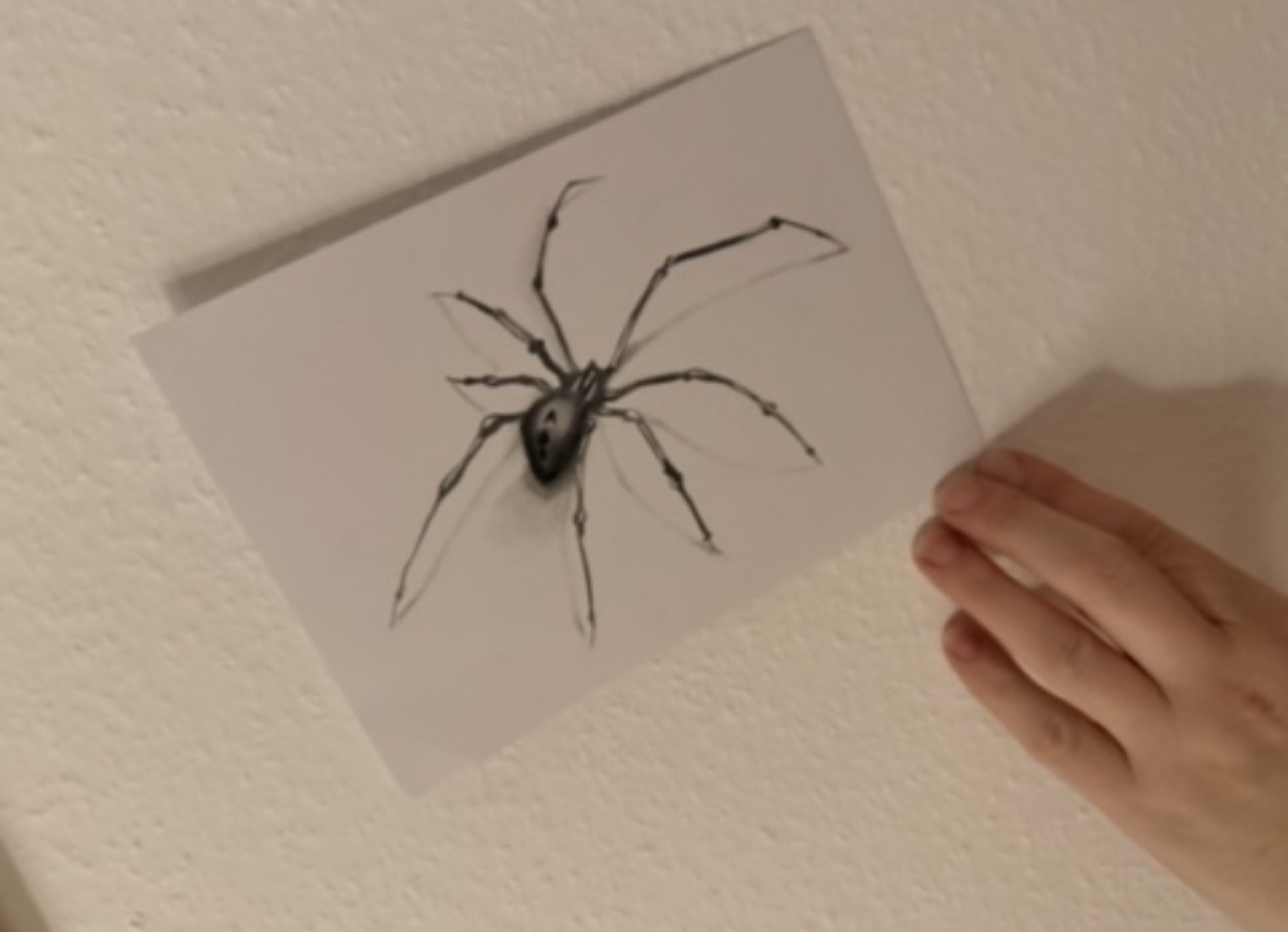 Erste Aufnahme der realistischen Spinnenzeichnung